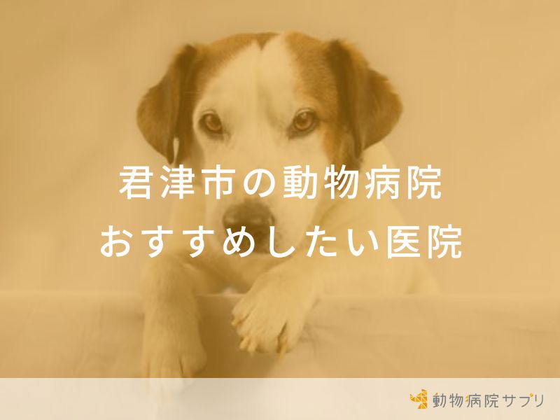 【2024年】君津市の動物病院 おすすめしたい６医院