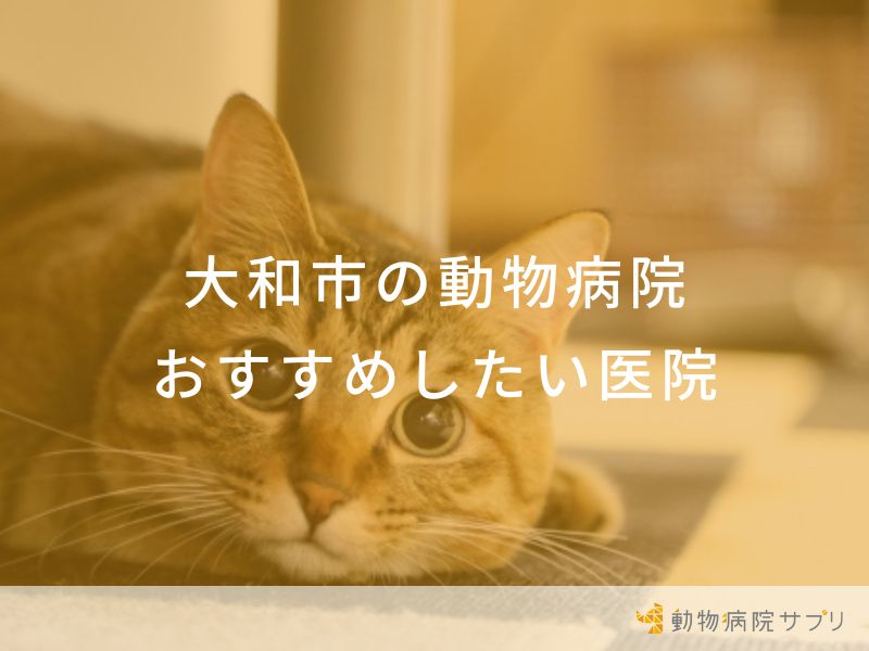 【2024年】大和市の動物病院 おすすめしたい６医院