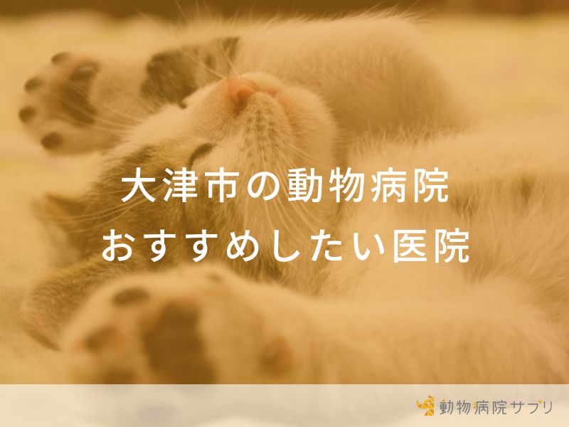 【2024年】大津市の動物病院 おすすめしたい7医院