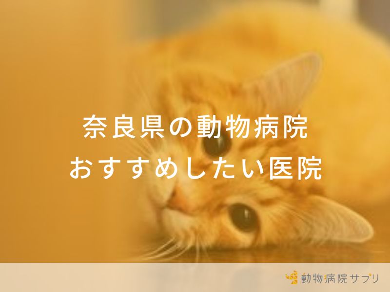 【2024年】奈良県の動物病院 おすすめしたい7医院
