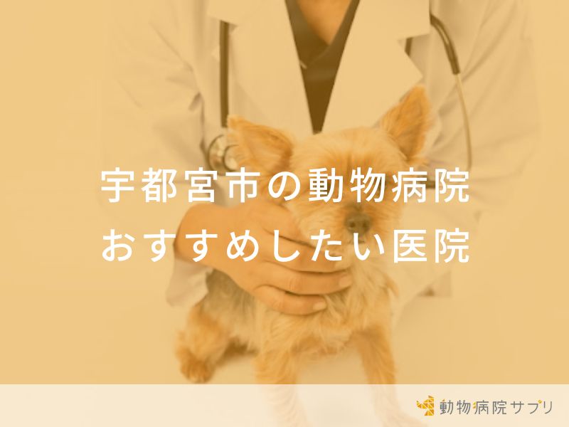 【2024年】宇都宮市の動物病院 おすすめしたい6医院