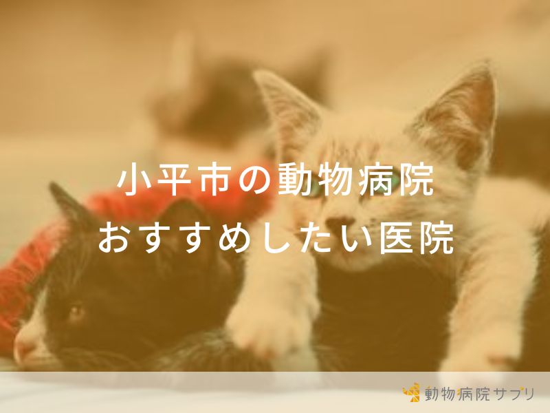 【2024年】小平市の動物病院 おすすめしたい６医院