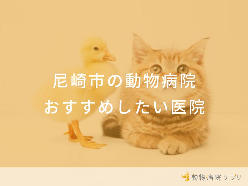 【2024年】尼崎市の動物病院 おすすめしたい6医院