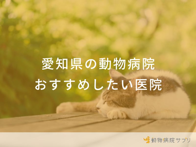 【2024年】愛知県の動物病院 おすすめしたい６医院