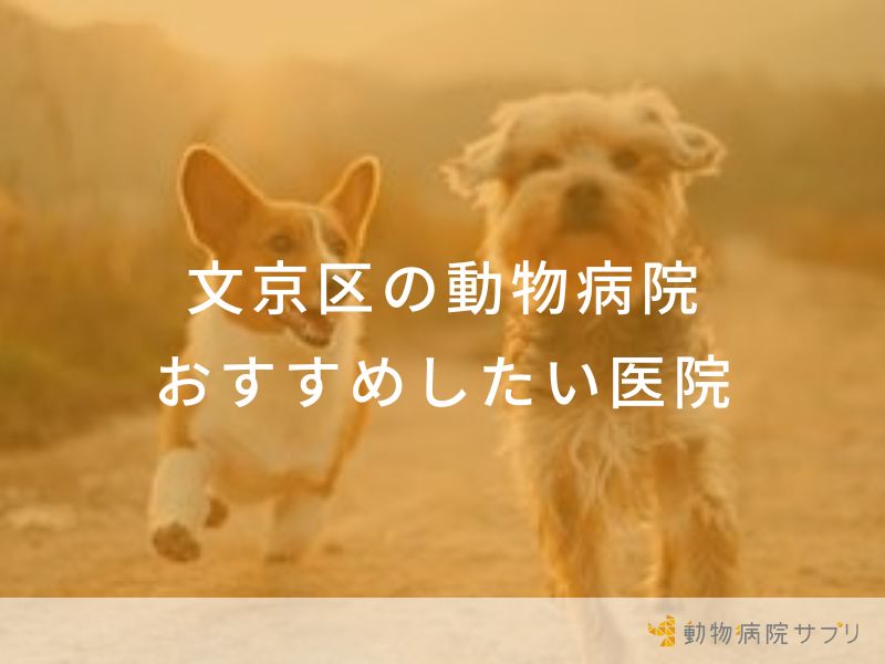 【2024年】文京区の動物病院 おすすめしたい5医院