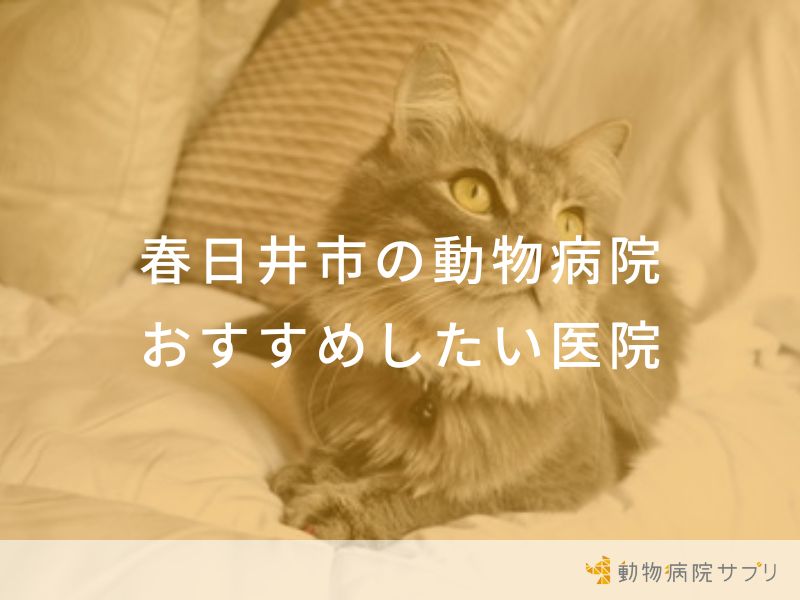 【2024年】春日井市の動物病院 おすすめしたい3医院