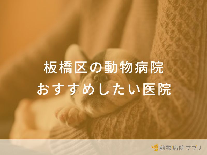 【2024年】板橋区の動物病院 おすすめしたい7医院