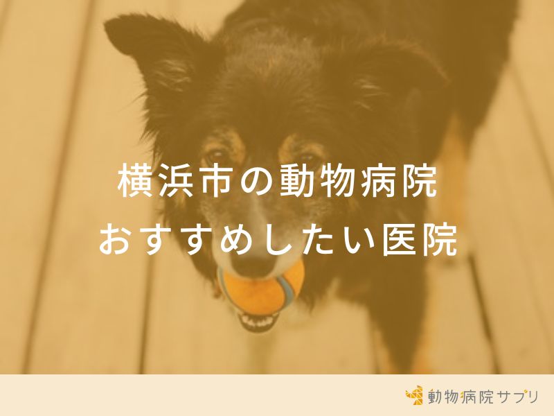 【2024年】横浜市の動物病院 おすすめしたい9医院