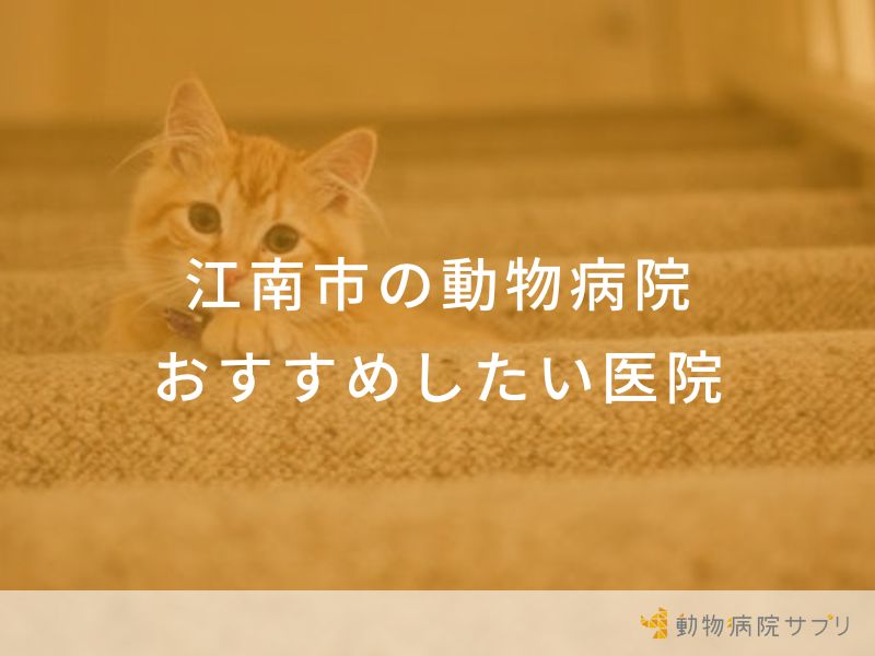 【2024年】江南市の動物病院 おすすめしたい６医院