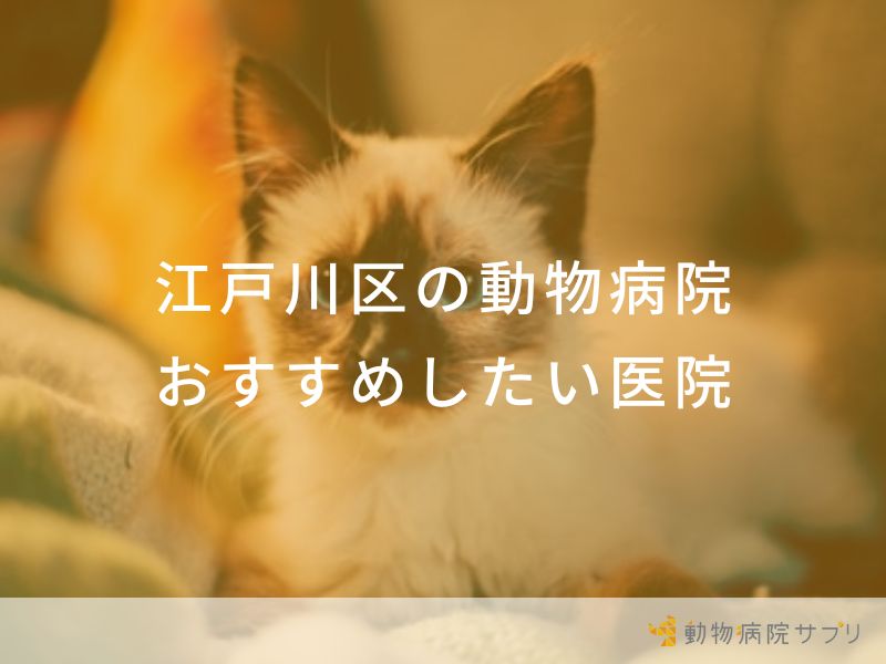 【2024年】江戸川区の動物病院 おすすめしたい７医院
