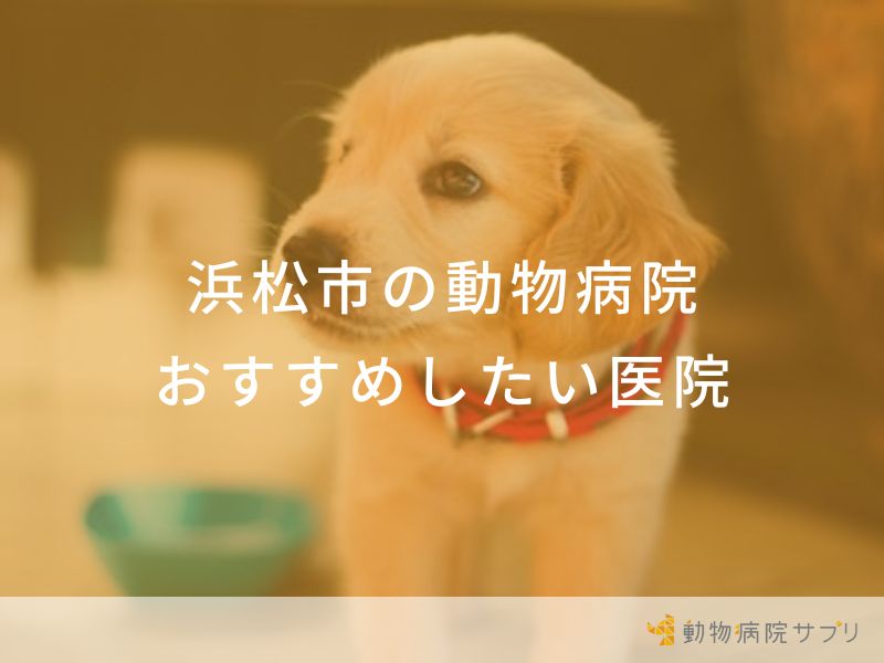 【2024年】浜松市の動物病院 おすすめしたい7医院