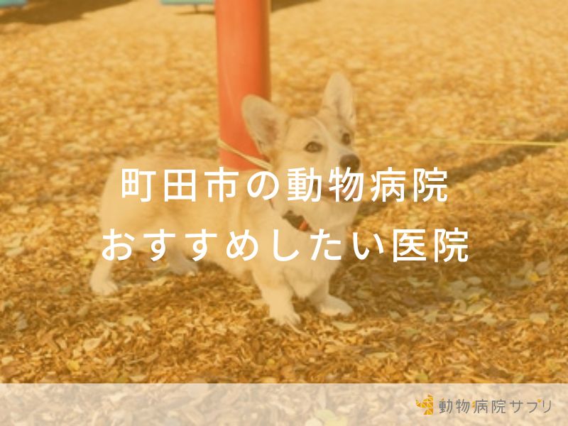 【2024年】町田市の動物病院 おすすめしたい６医院