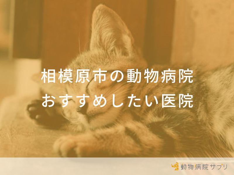 【2024年】相模原市の動物病院 おすすめしたい７医院