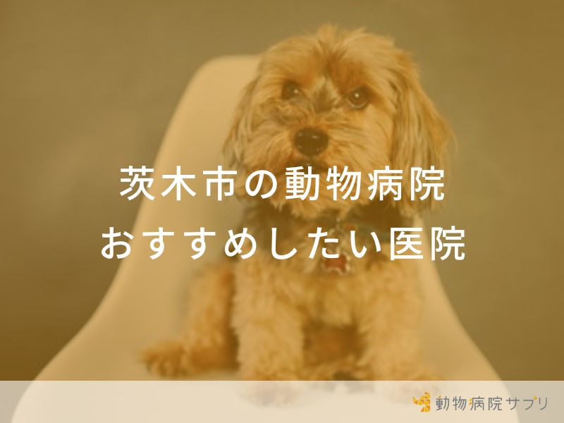 【2024年】茨木市の動物病院 おすすめしたい７医院