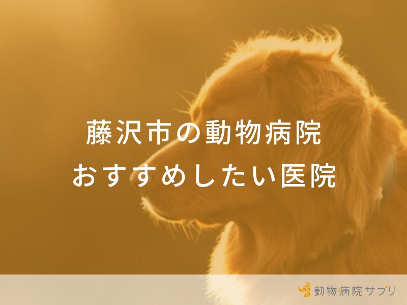 【2024年】藤沢市の動物病院 おすすめしたい６医院