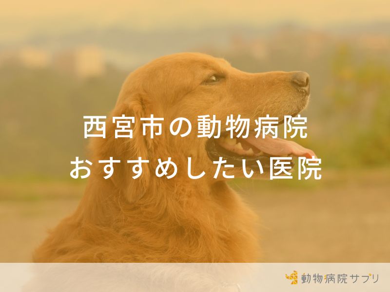 【2024年】西宮市の動物病院 おすすめしたい７医院