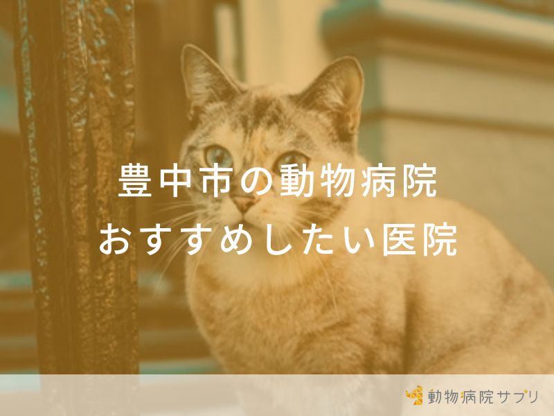 【2024年】豊中市の動物病院 おすすめしたい7医院
