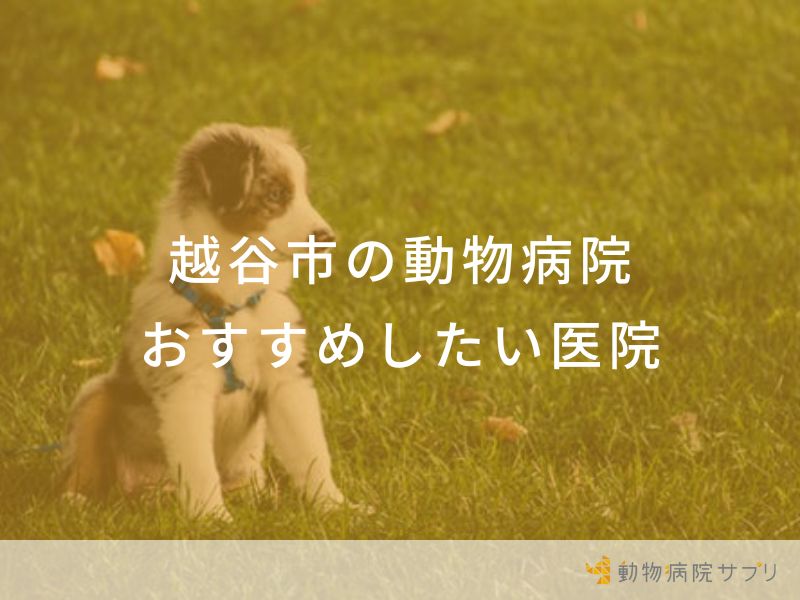 【2024年】越谷市の動物病院 おすすめしたい６医院