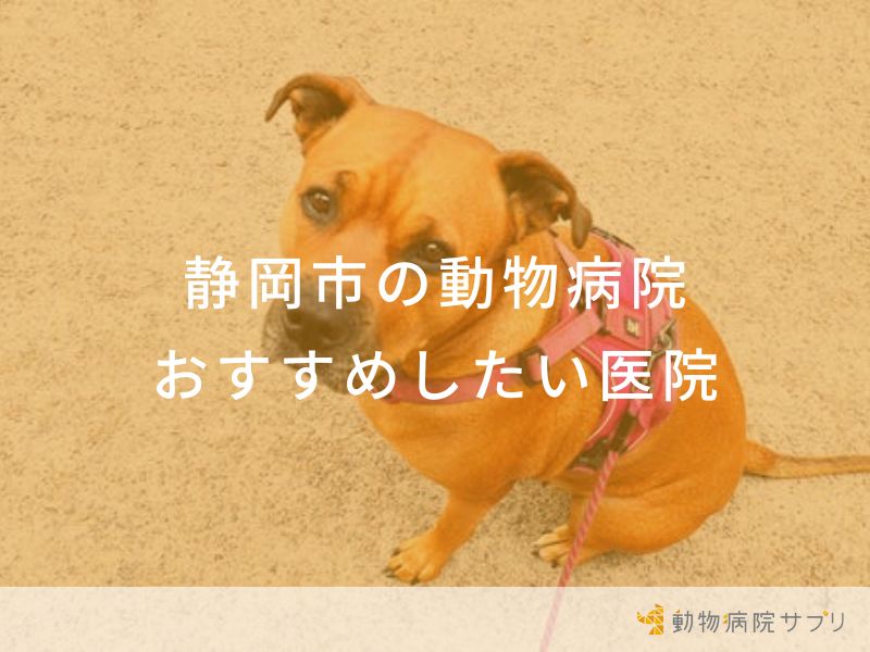 【2024年】静岡市の動物病院 おすすめしたい5医院